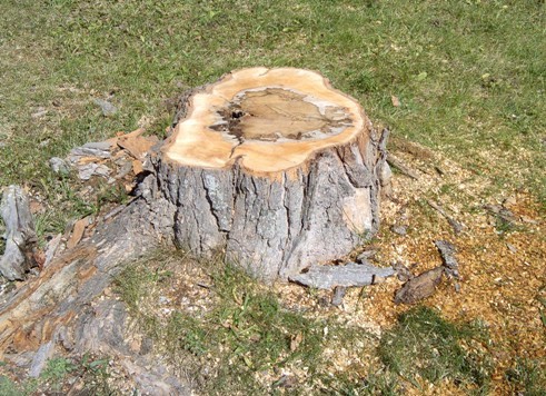 rampage_treestump1